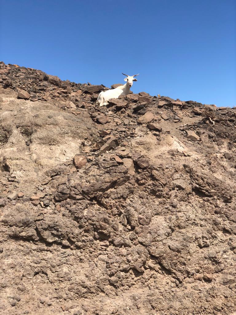 Was viele nicht wissen: Fuerteventura ist die Heimat zahlreicher Ziegen